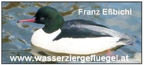 Hodowla ptaków wodnych Austria