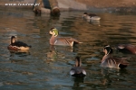 Cyraneczki bajkalskie - Anas formosa