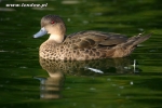 Cyraneczki szare - Anas gracilis gibberifrons