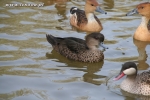Cyraneczki szare - Anas gracilis gibberifrons