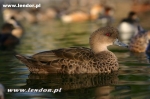 Cyraneczki szare - Anas gracilis gibberifrons