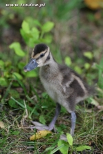Drzewice australijskie - Dendrocygna eytoni
