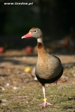 Drzewice czarnobrzuche - Dendrocygna autumnalis