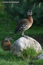 Drzewice plamiste - Dendrocygna guttata