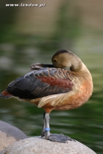 Drzewice indyjskie - Dendrocygna javanica