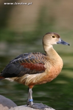 Drzewice indyjskie - Dendrocygna javanica