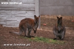 Kangury bennetta  - Macropus rufogriseus