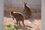 Kangury bennetta  - Macropus rufogriseus