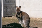 Kangury bennetta  - Macropus rufogriseus