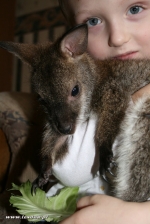 Kangury bennetta  - Macropus rufogriseus