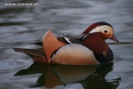 Mandarynki  - Aix galericulata