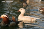 Mandarynki  - Aix galericulata