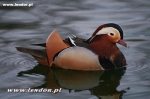 Mandarynki  - Aix galericulata