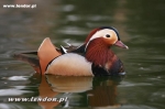 Mandarynki  - Aix galericulata