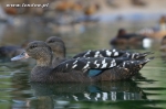 Moręgówki - Anas sparsa