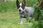 Moje pieski - Australian Cattle Dog 