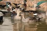 Kaczki pstrodziobe - Anas poecilorhyncha