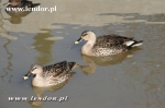 Kaczki pstrodziobe - Anas poecilorhyncha