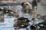Kaczki pstrodziobe - Anas poecilorhyncha