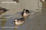 Kaczki pstrodziobe - Anas poecilorhyncha