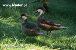 Rożeńce białolice - Anas bahamensis