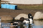 Sierpiec - Bucephala islandica