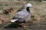 Śnieżyce cesarskie - Anser canagica