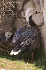 Śnieżyce cesarskie - Anser canagica