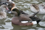 Świstuny amerykańskie - Anas americana