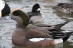 Świstuny amerykańskie - Anas americana