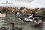 Lodówki - Clangula hyemalis
