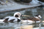 Lodówki - Clangula hyemalis