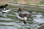 Tracze chińskie - Mergus squamatus