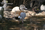 Cyraneczki czerwonoramienne lutino - Blonde Ringed Teal