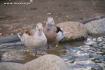 Cyraneczki czerwonoramienne srebrne - Silver Ringed Teal