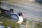 Karolinki srebrne - Silver Wood Duck