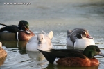 Karolinki srebrne - Silver Wood Duck