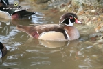 Karolinki płowe - Fawn-pastel Wood Duck