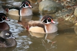 Karolinki płowe - Fawn-pastel Wood Duck