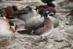 Karolinki płowe - Fawn-pastel Wood Duck