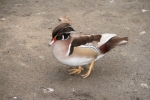 Karolinki płowe - Fawn-pastel Wood Duck