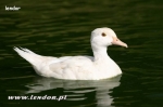 Karolinki białe - White Wood Duck